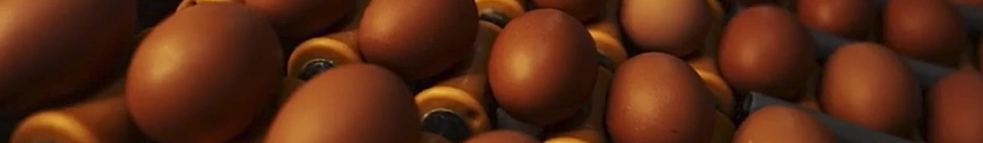 Птицефабрика Романовичи ООО